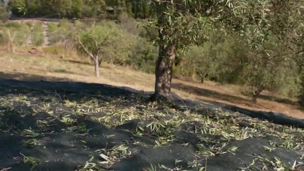 地中海の土地で余分なバージンオイルの生産のためのカラブリア地域のオリーブの木 — ストック動画