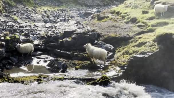 Lampaat Syövät Lepäävät Lähellä Kaskadia Islannissa — kuvapankkivideo