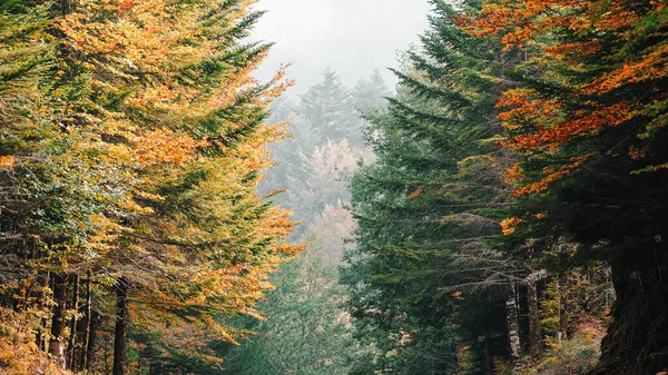 Hohe Bäume Herbstgelben Laub Aspromonte Nationalpark lizenzfreie Stockfotos