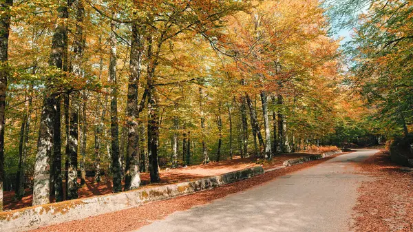 Magas Fák Ősszel Sárga Lombhullató Levelek Aspromonte Nemzeti Parkban Stock Kép