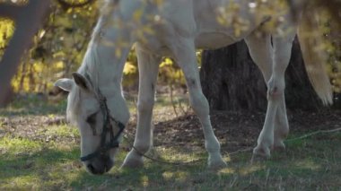 İnanılmaz beyaz at Calabria 'daki çayırlarda otlanıyor..