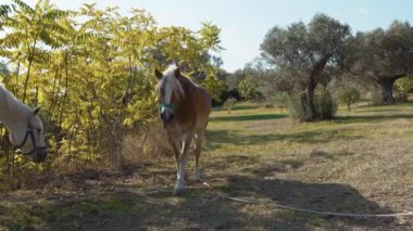 Valle DAosta 'da bir ağacın altında yürüyen ve beslenen kahverengi at..