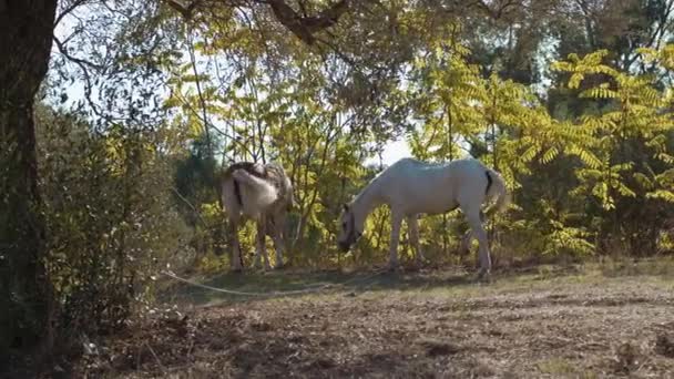 Koně Pasoucí Pohybující Své Blond Ocasy Při Realizaci Poli — Stock video