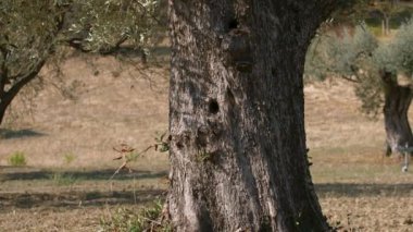 Calabria kırsalında laik zeytin ağacı meyvesi