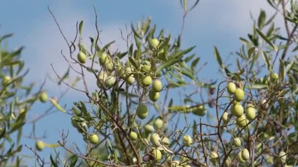 Olivo Región Calabria Para Producción Aceite Virgen Extra Tierras Mediterráneas — Vídeos de Stock