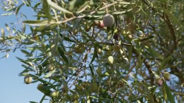 Calabria Bölgesindeki Zeytin Ağacı Akdeniz Topraklarında Ekstra Bakir Yağ Üretimi — Stok video