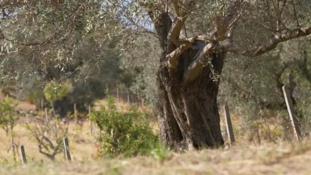 カラブリア地方の土地の世俗的なオリーブの木の果実 — ストック動画
