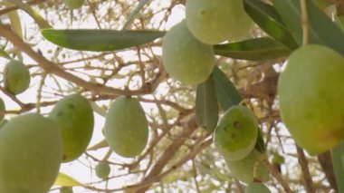 Calabria 'daki ağacın dallarında zeytin ve yapraklar.