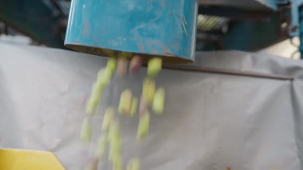 컬렉션을위한 깨끗한 올리브를 뜨리는 Defoliator — 비디오