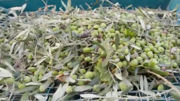 Ruční Vkládání Oliv Listí Odlistovače — Stock video