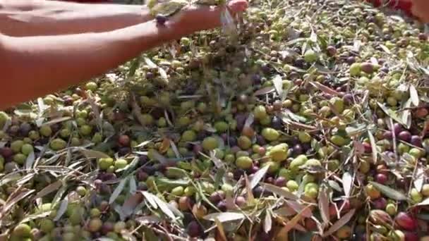 Kalabrien Olive Für Die Herstellung Des Nativen Öls Extra — Stockvideo