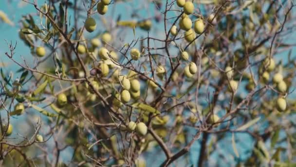 Oliivipuu Calabrian Alueella Ekstra Neitsytoliiviöljyn Tuotantoon Välimeren Alueella — kuvapankkivideo