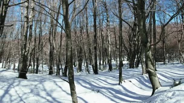 Forêt Pleine Neige Avec Des Arbres Nus — Video