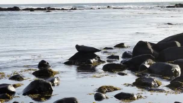 Selo Cinzento Descansando Uma Rocha Mar Islandês — Vídeo de Stock