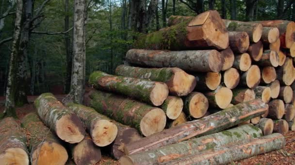 Dřevo Vysekané Kmeny Klády Uspořádané Podzimním Lese — Stock video