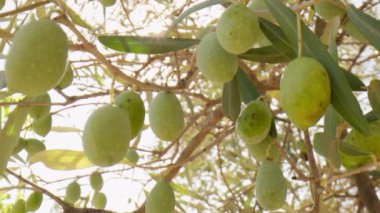 İtalya 'da dallardan sarkan meyveli zeytin ağacı 