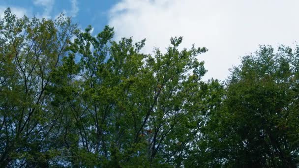 Górskie Drzewo Tłem Sky — Wideo stockowe