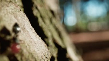 Kızıl saçlı karıncalar bir ağacın gövdesinde yürür.