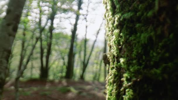 Moos Auf Dem Baum Des Aspromonte Nationalparks Kalabrien Italien — Stockvideo