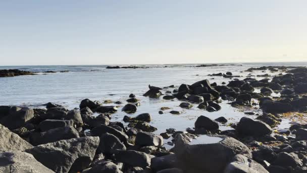 きれいなアイスランド海を休む灰色のシールの大きな眺め — ストック動画