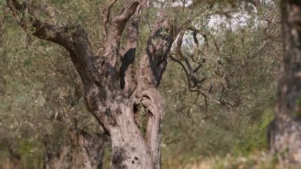 Плоды Оливкового Дерева Сельской Местности Калабрии — стоковое видео