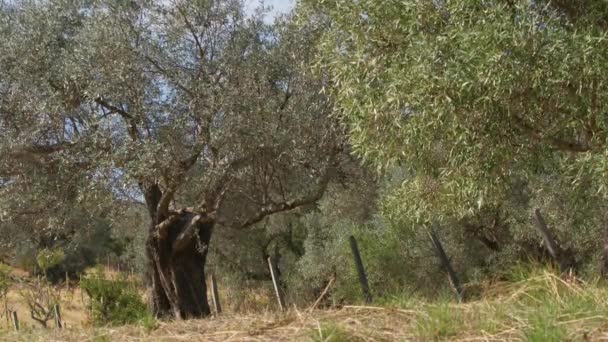 Frutales Seculares Olivo Campo Calabria — Vídeos de Stock