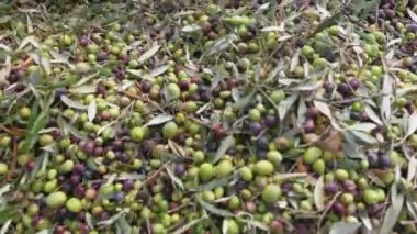 Calabria Olive ekstra bakire yağı yapmak için.