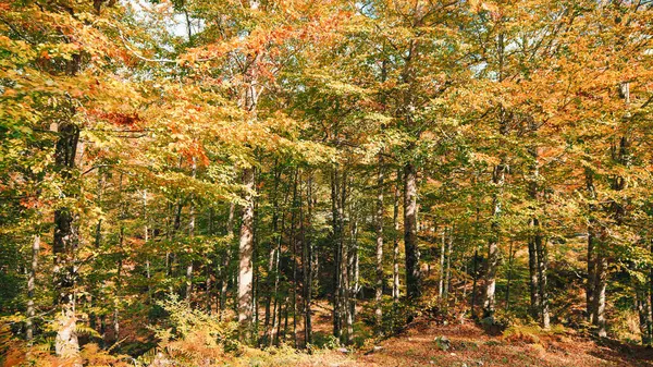 Pohon Tinggi Musim Gugur Dedaunan Gugur Berwarna Kuning Taman Nasional — Stok Foto