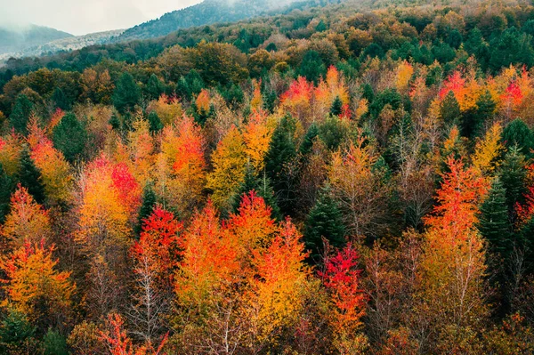Pohon Jeruk Pegunungan Musim Gugur Tunas Udara — Stok Foto
