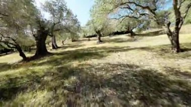 Calabria 'da zeytin yağı ağacının içinden geçerken