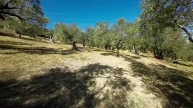 Calabria 'da zeytin yağı ağacının içinden geçerken
