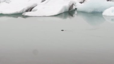 Sakallı fok İzlanda 'da bir buzulun yanında su altında yüzüyor..