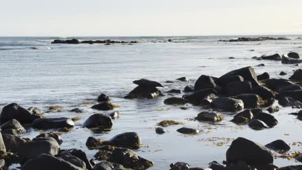 Selo Barbudo Esticando Relaxando Uma Rocha Islândia — Vídeo de Stock