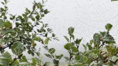 Rüzgarla hareket eden yağmur damlalarıyla ortaya çıkan büyük örümcek ağı..
