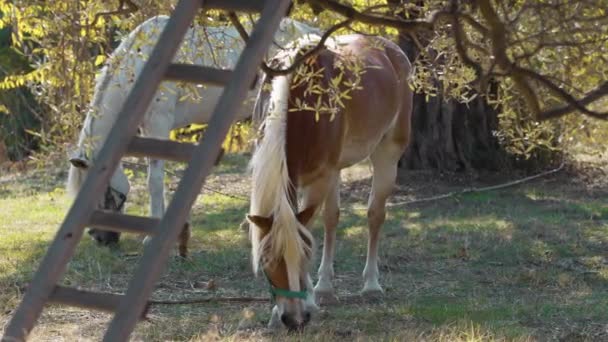 Dwa Konie Domowe Relaksujące Posiłek Wsi Sardynii — Wideo stockowe
