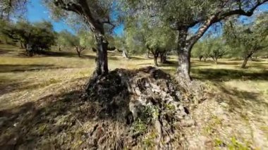 Calabria 'da zeytin yağı ağacının içinden geçerken