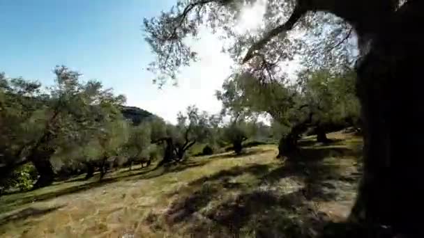 カラブリアのオリーブオイルツリーを通過 — ストック動画