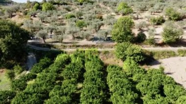 Calabria topraklarında Bergamot Ağaçları ekimi, hava manzarası.