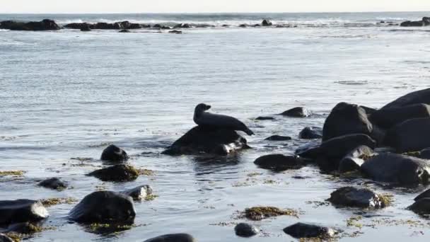 在冰原海岸的岩石上休息的可爱的海豹 — 图库视频影像