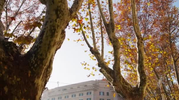 Голые Деревья Осеннего Дня Риме — стоковое видео