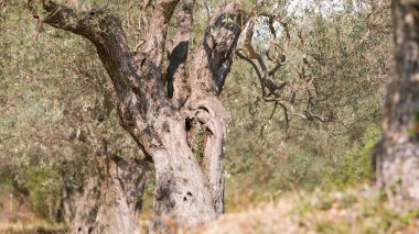 Calabria topraklarında bir sandık dolusu zeytinyağı..