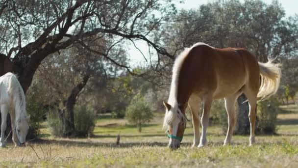 Dwa Konie Jedzące Trawę Pośród Drzew Oliwnych Kalabrii — Wideo stockowe