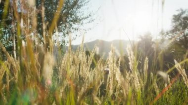 Rüzgârın sürüklediği rahatlatıcı doğadaki bitkiler.
