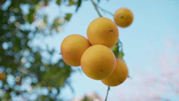 Orange Fruit Tree Countryside Agriculture Field — Stock Video