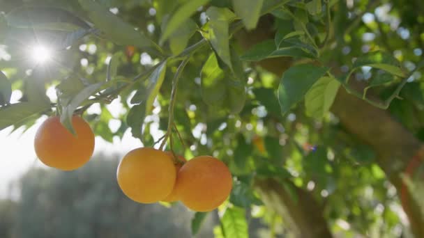 Πορτοκαλί Οπωροφόρα Δένδρα Στην Ύπαιθρο — Αρχείο Βίντεο