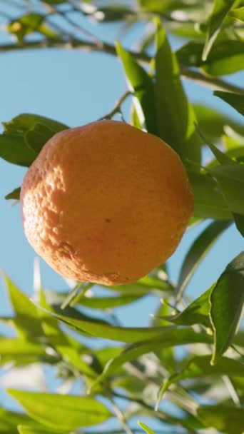 Orange Fruit Tree Countryside Agriculture Field — Stok Video