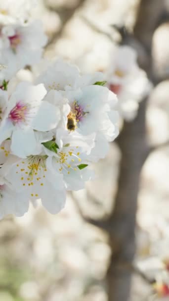 Мигдальні Квіти Дерева Весняний Сезон — стокове відео