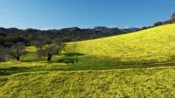 Gelbe Blumen Sauerampfer Großes Feld Landschaft — Stockvideo