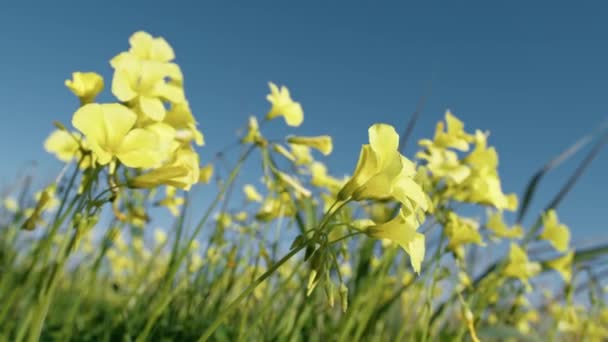 Gele Kleine Zuring Bloemen Het Park Veld — Stockvideo