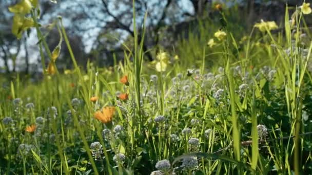 Moving Meadow Flowers Land Spring Season — Stok Video